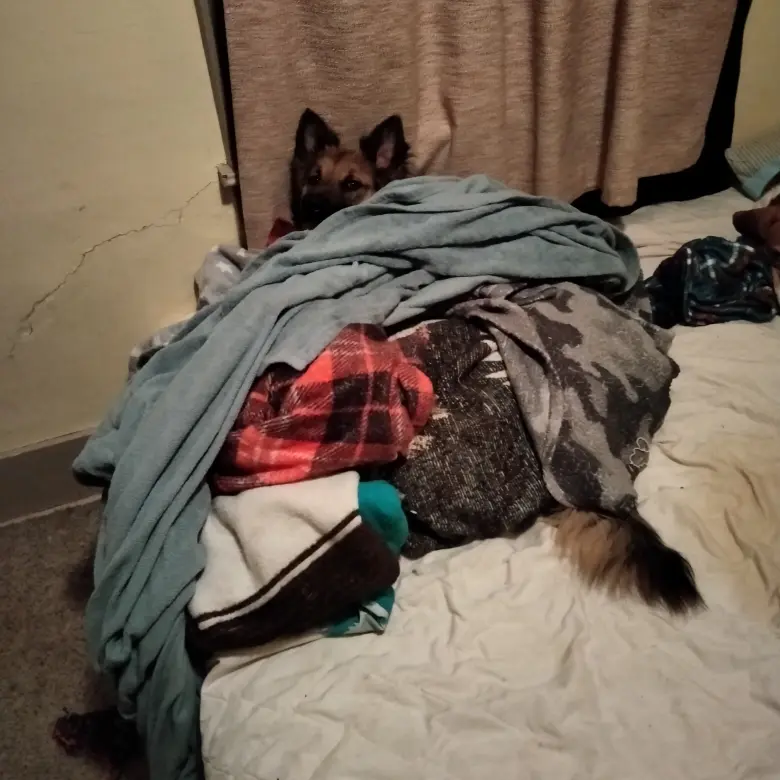 You know it's cold when a wolf steals all the blankets...