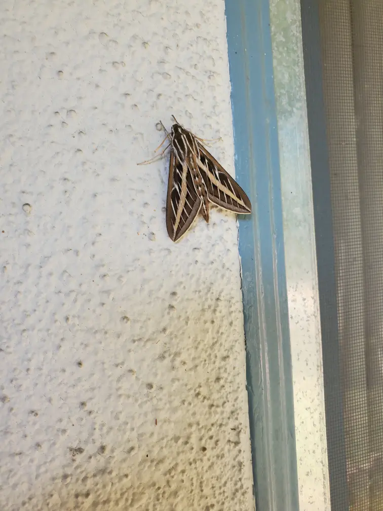 Look who paid me a visit!
Sphinxie!