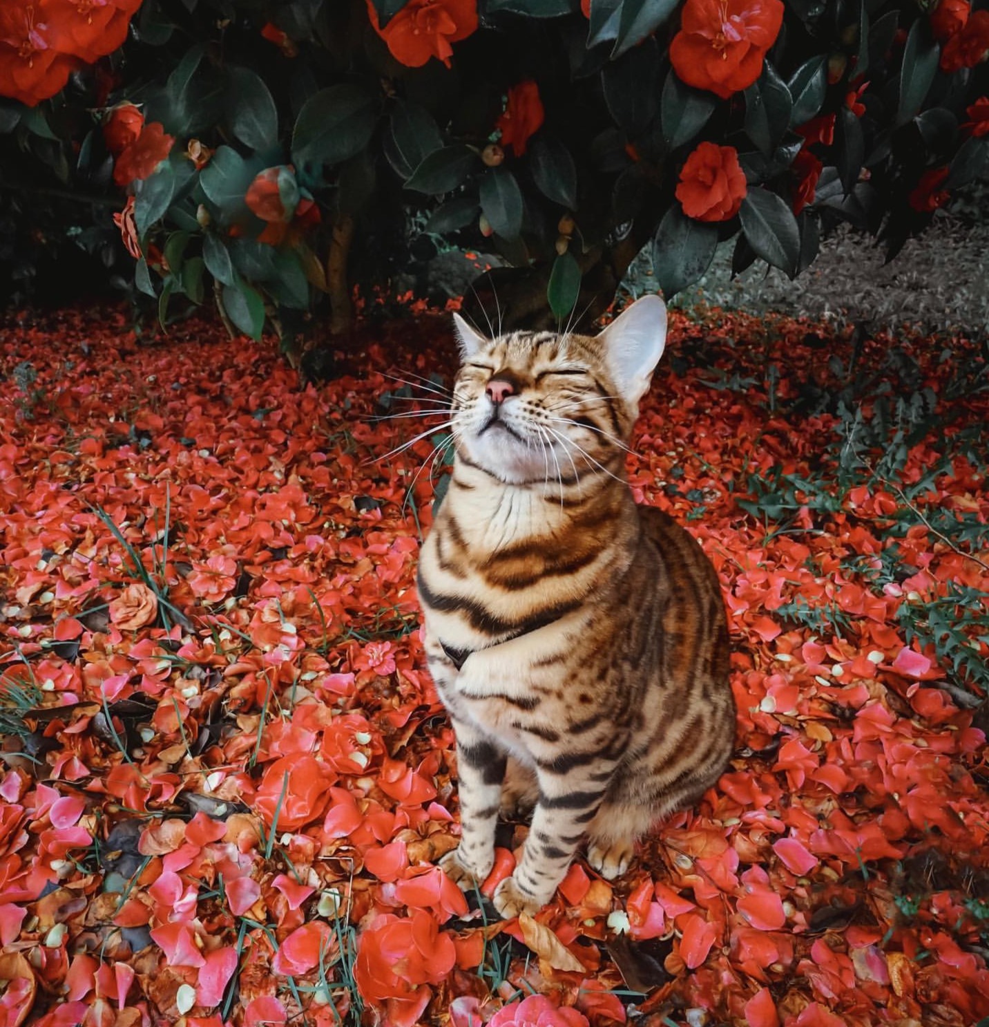 🐈🐯🐱