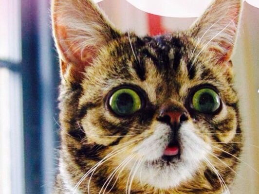 😲😊 #funny #cat