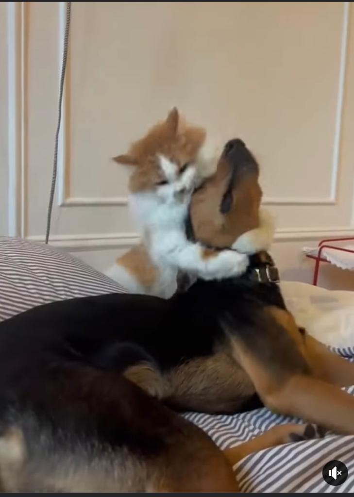 loving pet😙