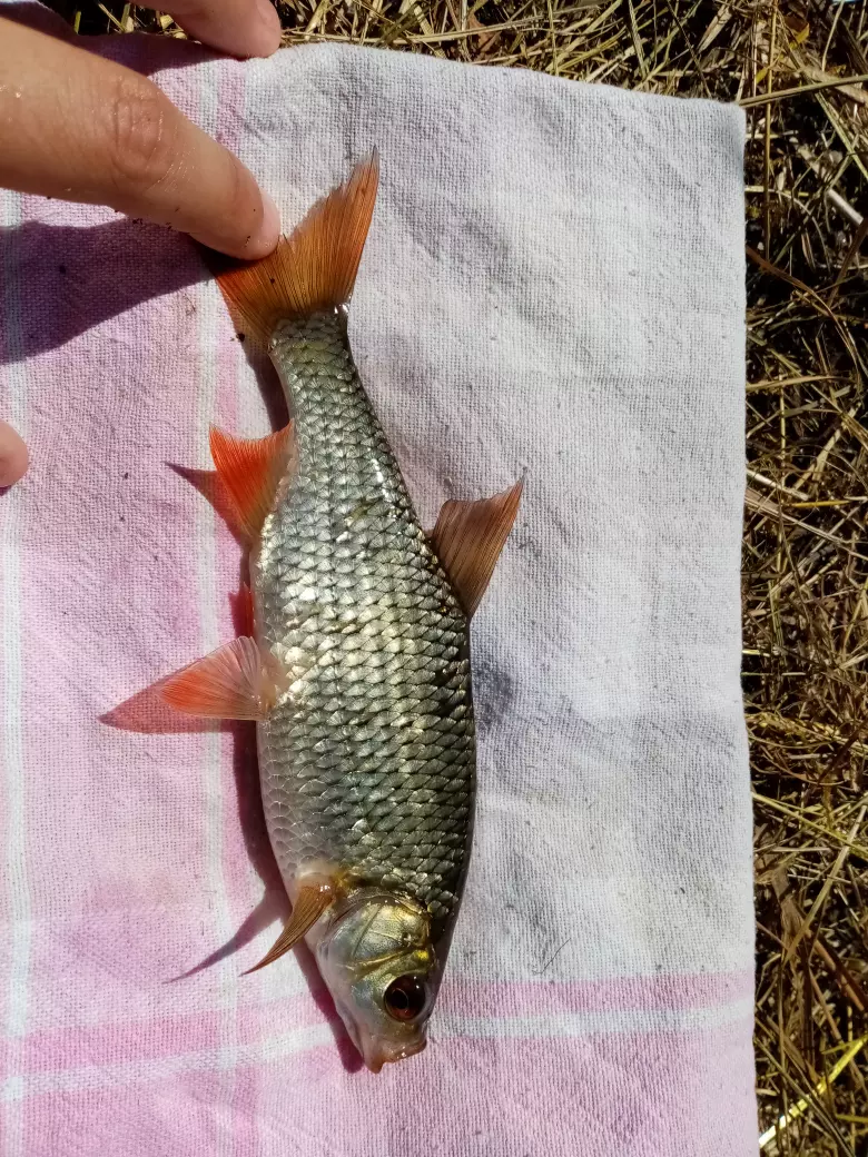 Jolie petit gardon 🎣