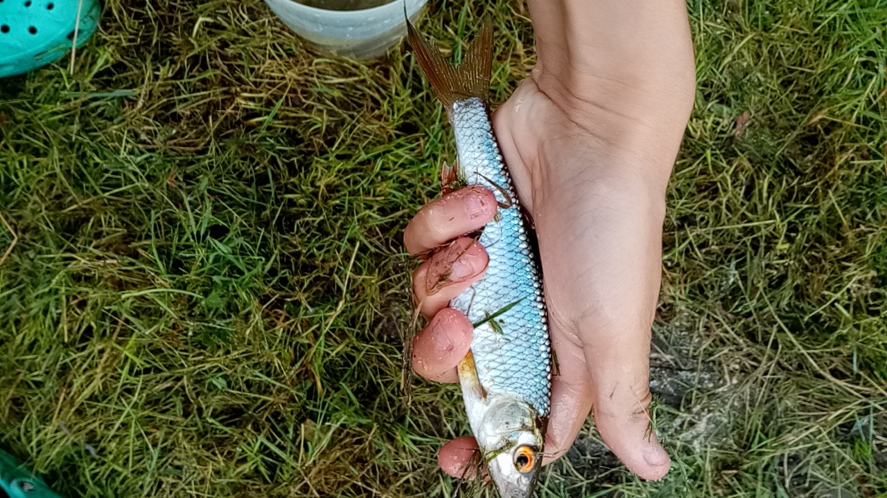 Une de mes plus belle prise 🎣.