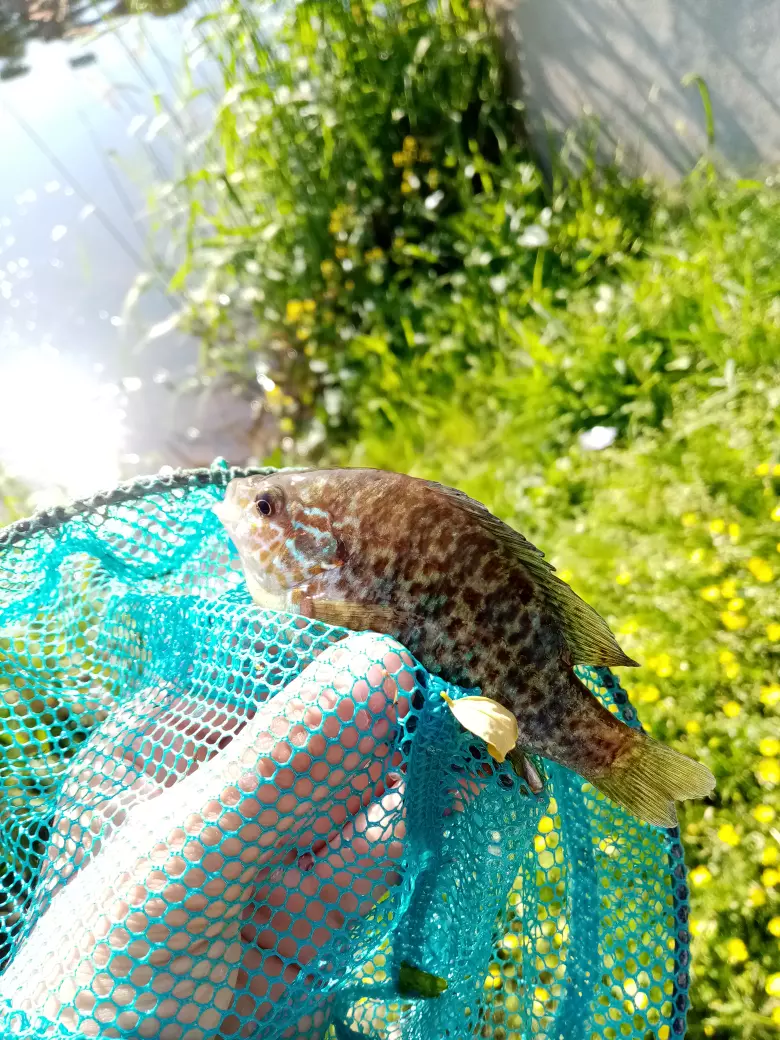 Calicoba de 13 cm dans la Gartempe.