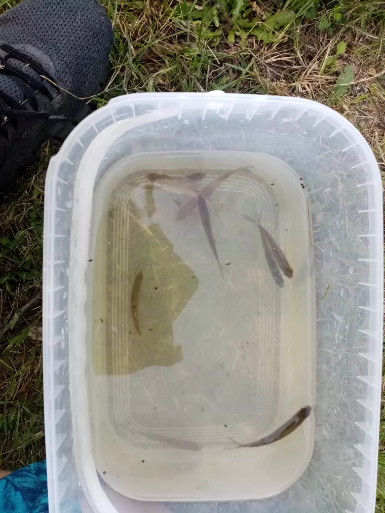 Petite pêche en bas de chez moi, que des ablettes.