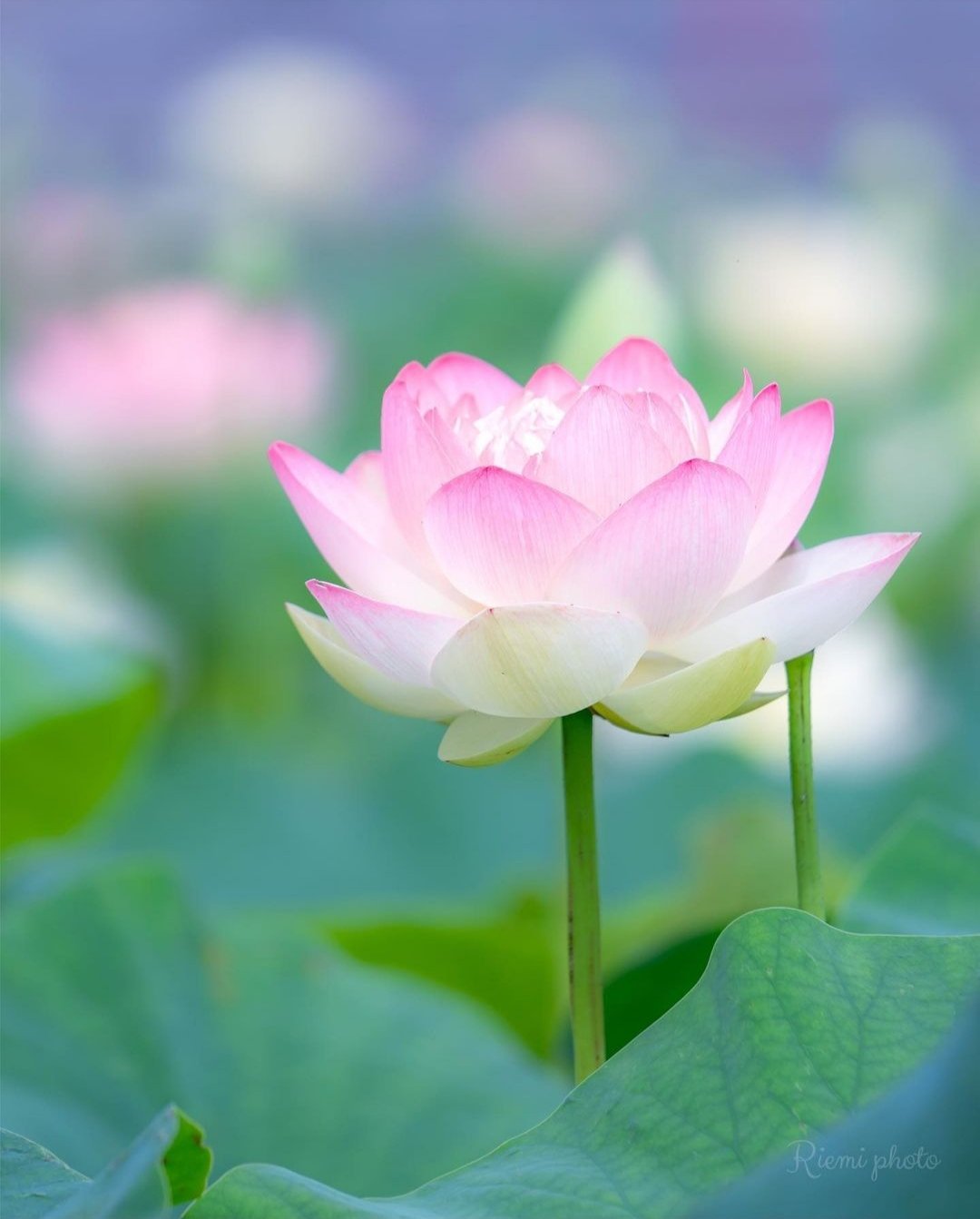 #beauty of #nature
#rianmarketing
