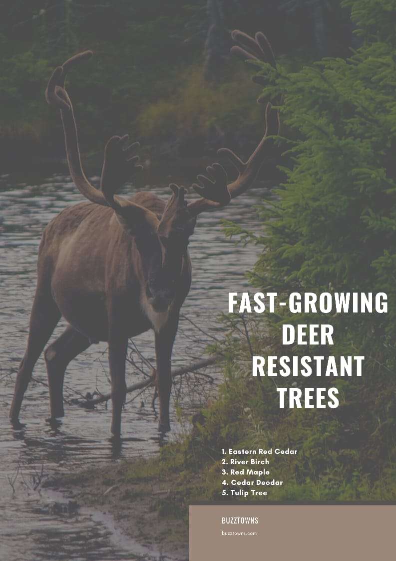 5 Fast-Growing Deer Resistant Trees

Of course, you have hea