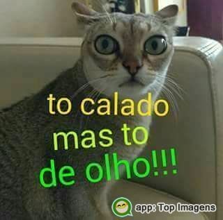 hi for everybody ?
this cat are very smart  .
dont u think ?