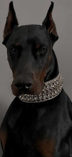 thats my kingBoris