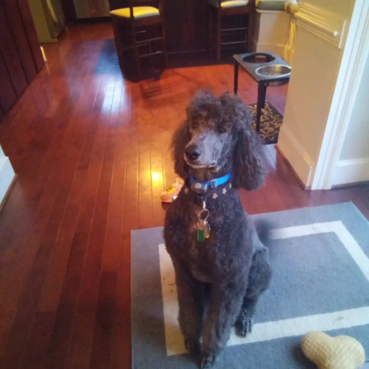 this is my dog Jude at Christmas