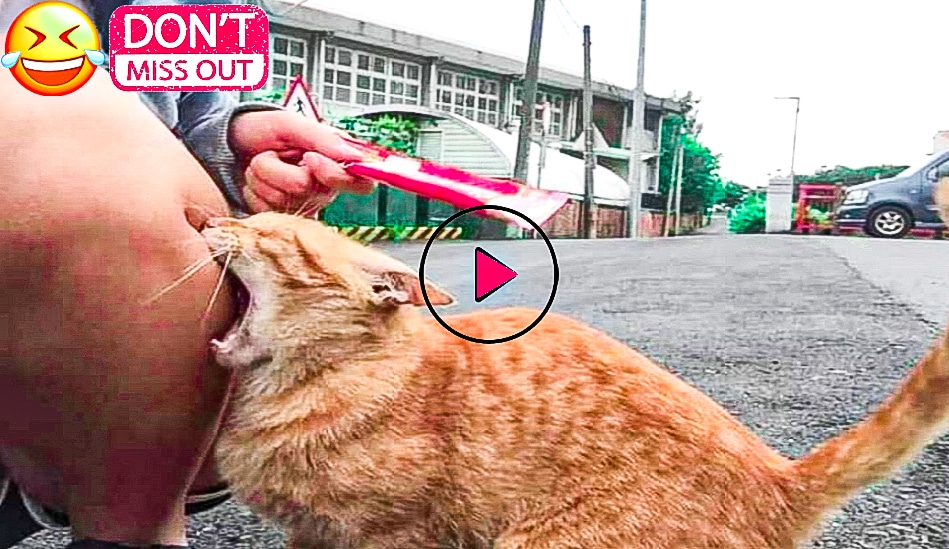 Best cats funny video 😺
Subscribe for more video.....
https: