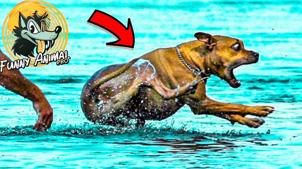 funny video watch and enjoy...
https://youtu.be/ntH3qKvDIG0