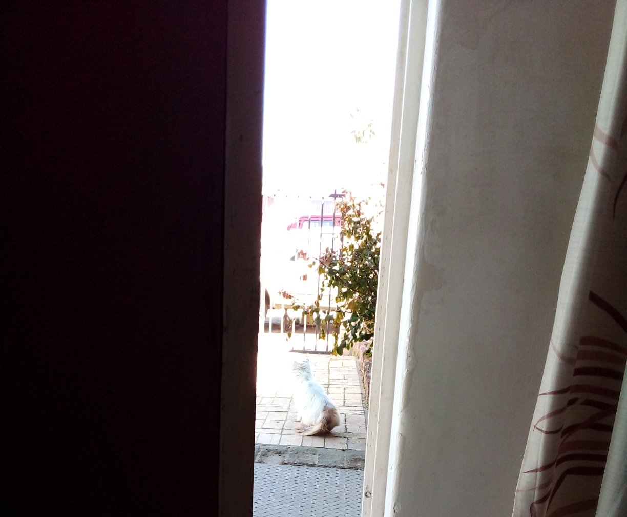 Spotted😽