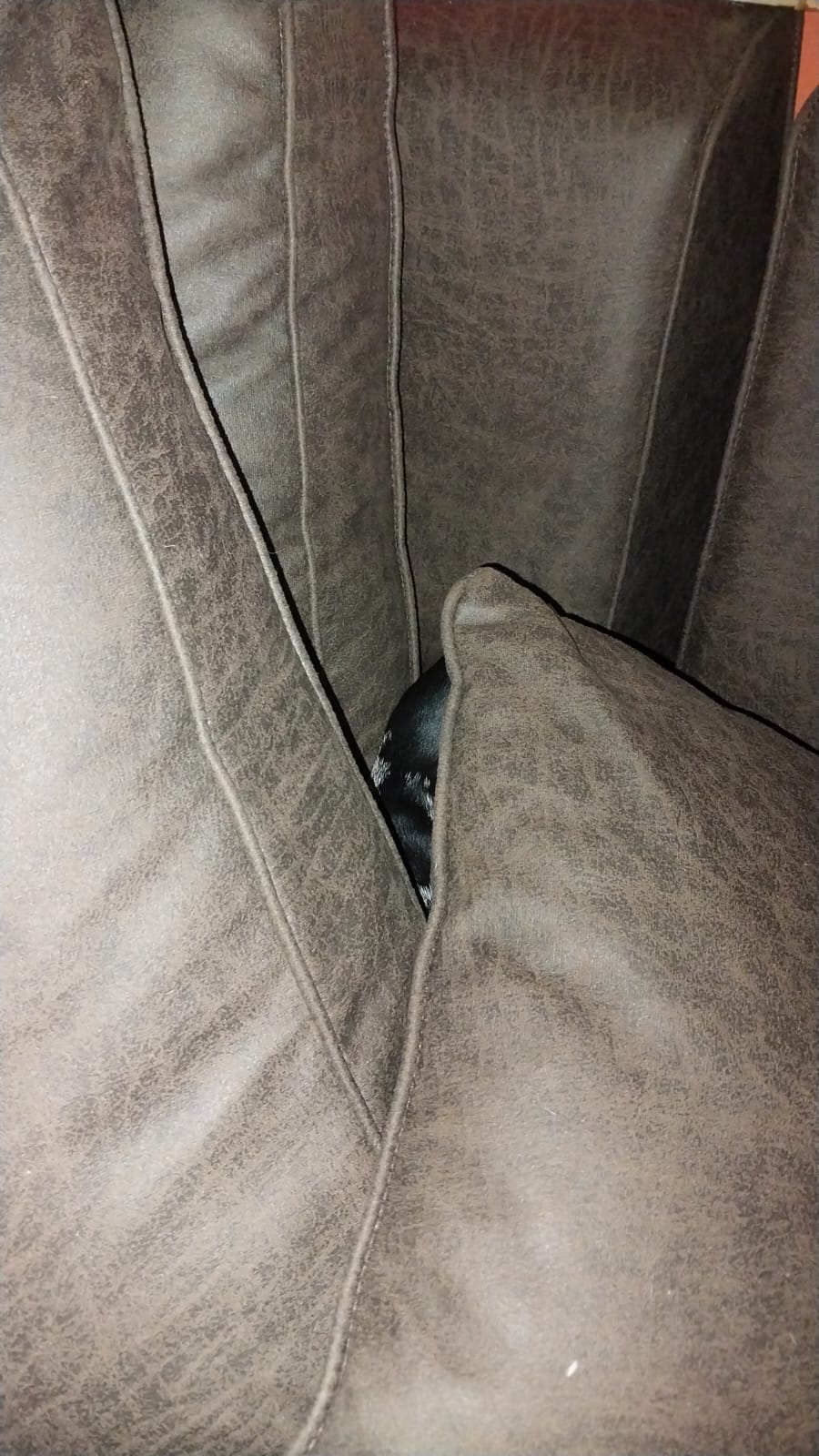 where is the dog?