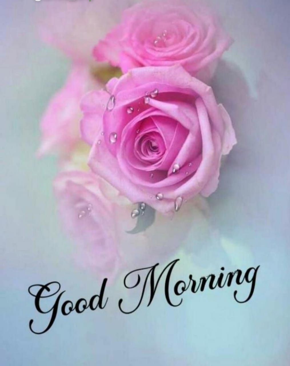 good morning friends