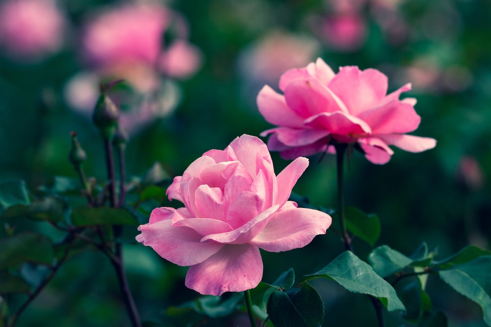 Good morning have a great day