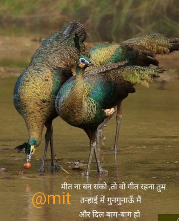 Ownmates Post