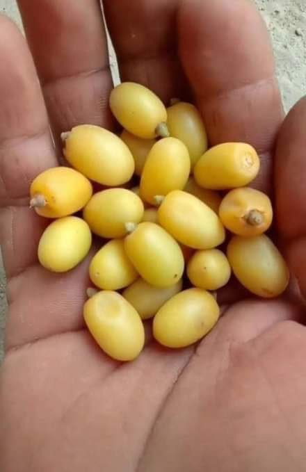 Are you know the name of this fruit ? what the name of this 