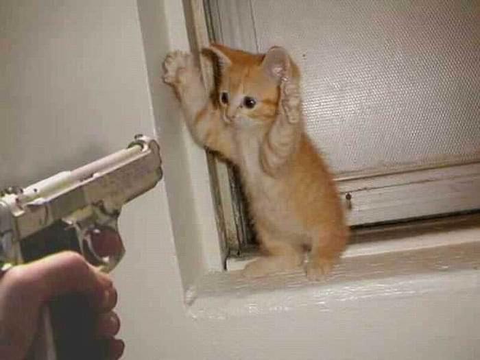 Hands up 😂😂sweet kitten 😘