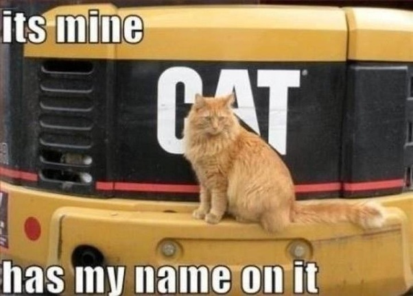 cat on cat!
