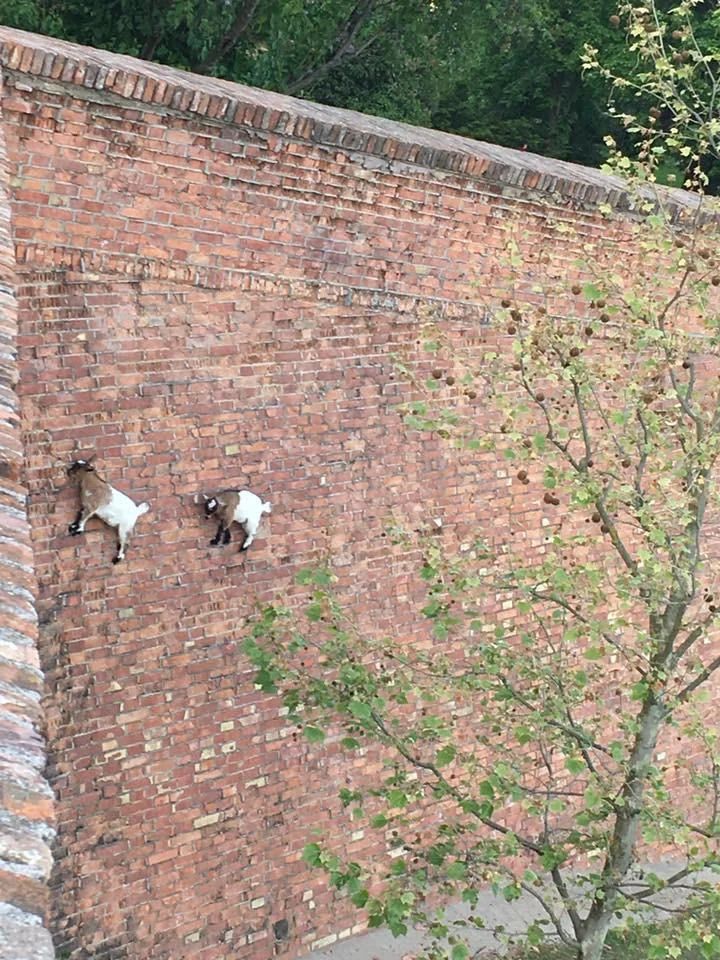So apparently the laws of physics do not apply to GOATS #fai