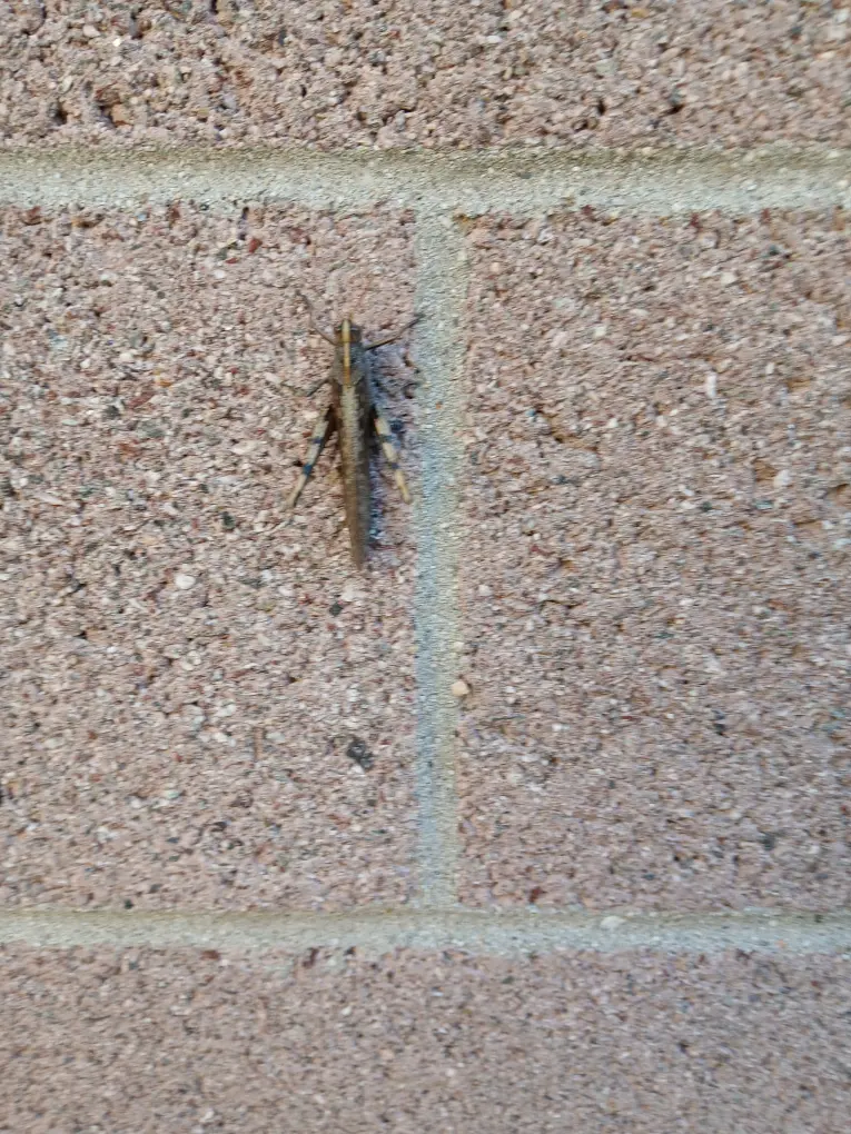 This little guy was on the block wall of a friend of mine's 