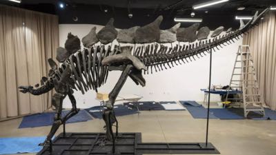 Billionaire Kenneth Griffin's record-breaking stegosaurus fo