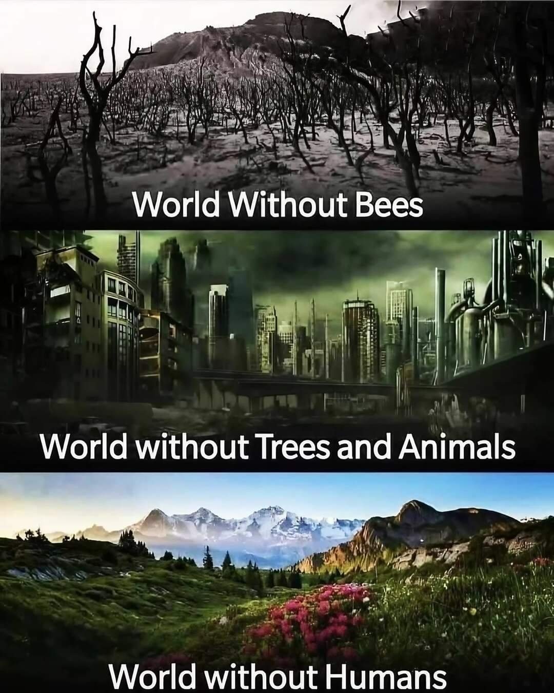 World without Humans! 
no skin colours appearance