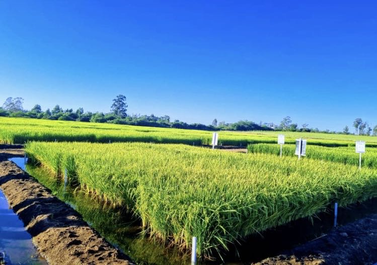 Desde Brasil en dia de Campo con la elite de la producción d
