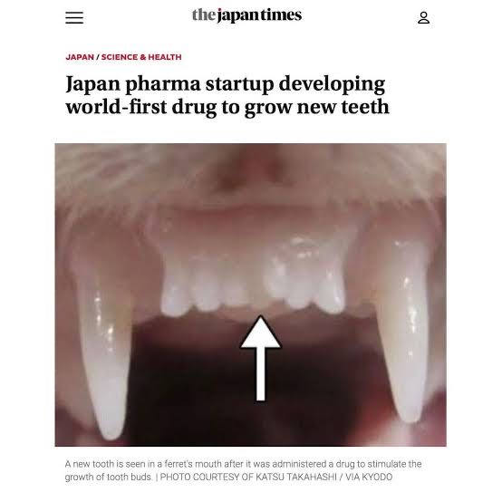 Japanese researchers test pioneering drug to regrow teeth

H
