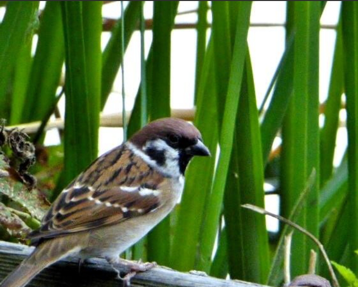 I love nature #sparrow