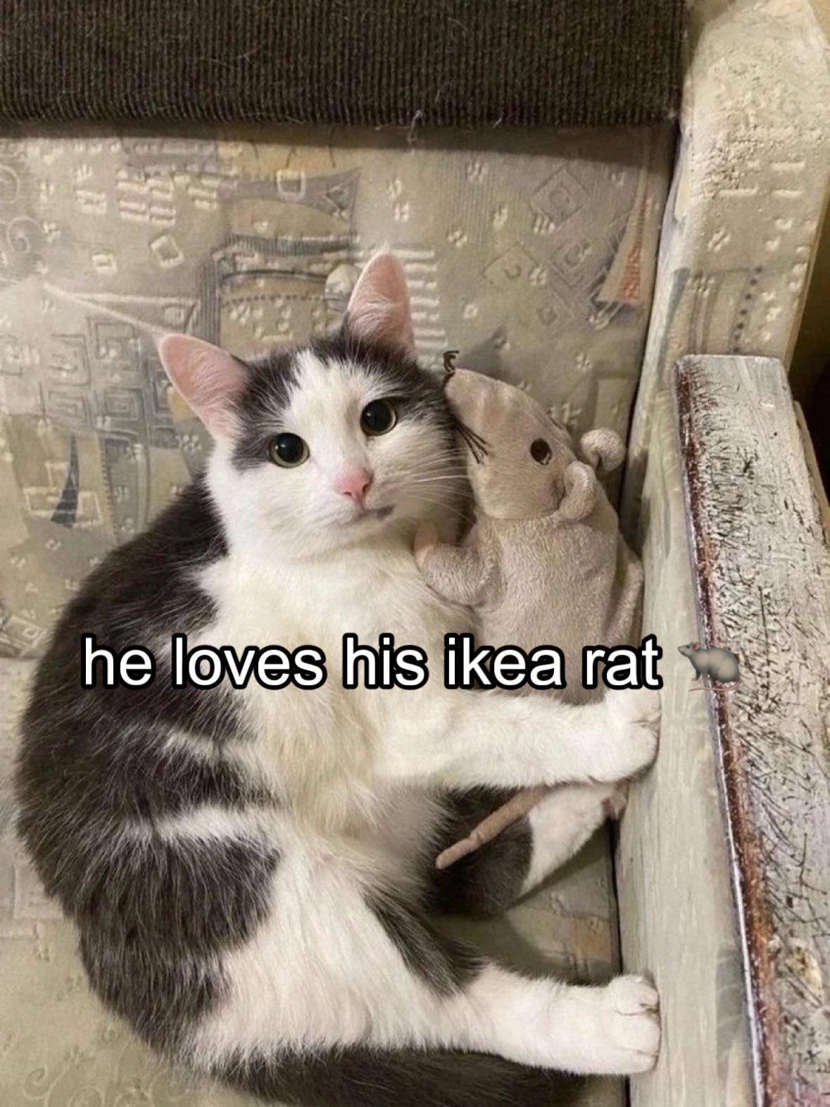 #kitten #rat #cat