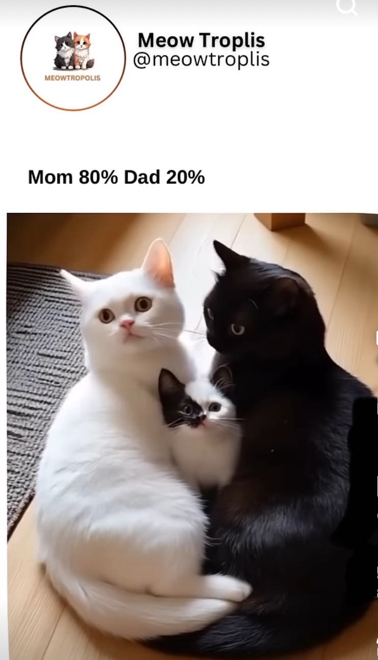 #CaTs 🐈‍⬛ 💞💝