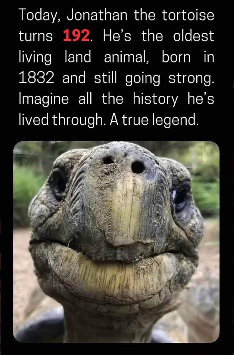 Happy birthday Mr. Tortoise 💞