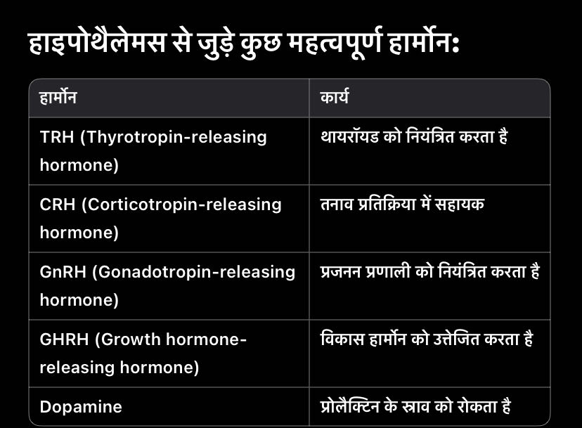 Hypothalamus (हाइपोथैलेमस) मस्तिष्क का एक अत्यंत महत्वपूर्ण 