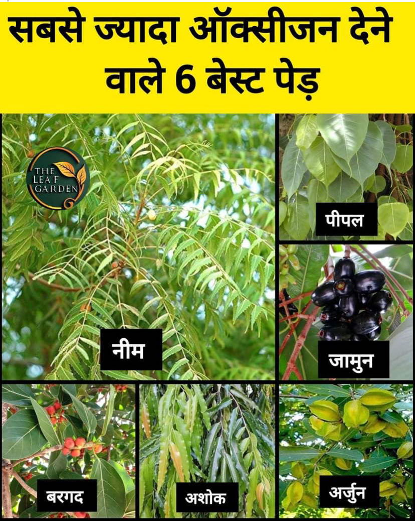 Six trees 🌳which make the more oxygen , which keep the envir