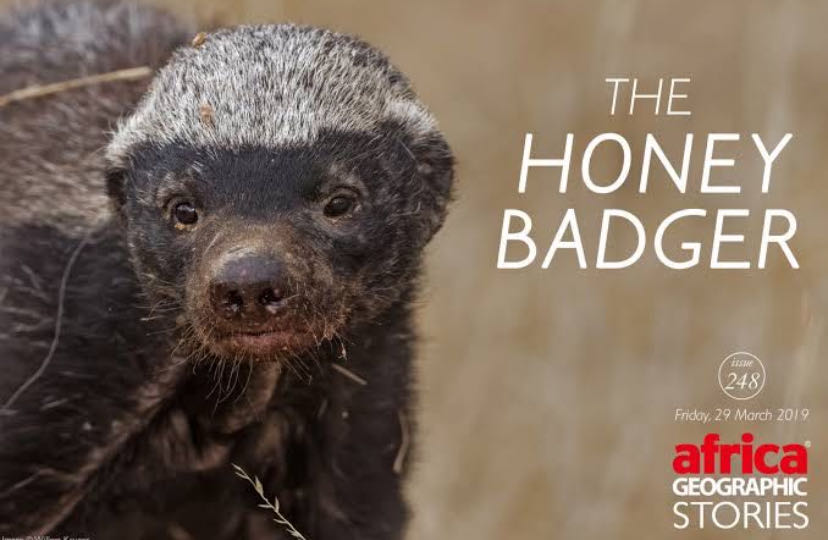 Honey Badger — duniya ke sabse fearless animals me se ek maa