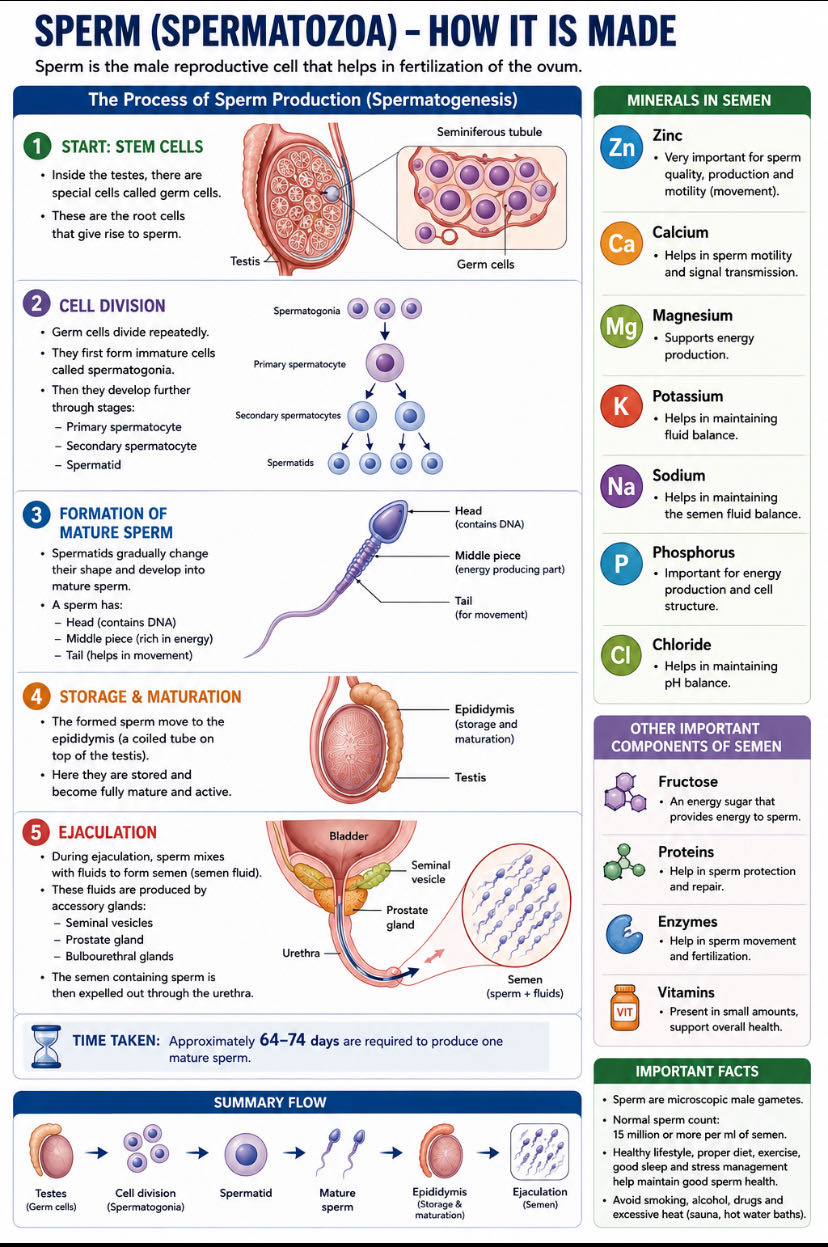 🧬 What is Sperm and How is it Made?
Sperm, also known as शुक