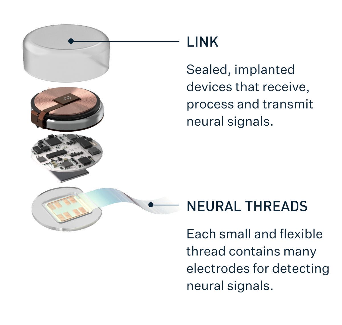 Neuralink’s ultra-thin electrode threads are made from a com
